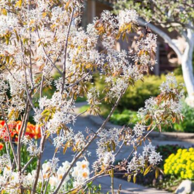 🌿 Featured Tree: Amelanchier lamarckii — for all-year interest The Amelanchier, commonly known as Serviceberry