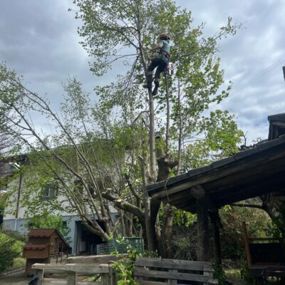 We love trees, and we love taking care of trees. We are ready and available