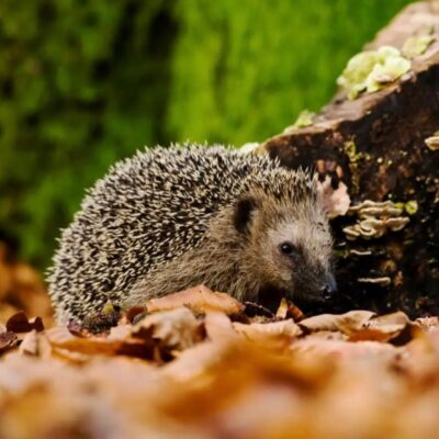 When was the last time you saw a hedgehog 🦔 in Val de Bagnes? Research